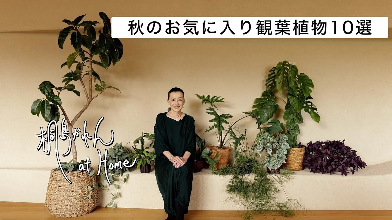 秋のお気に入り観葉植物10選