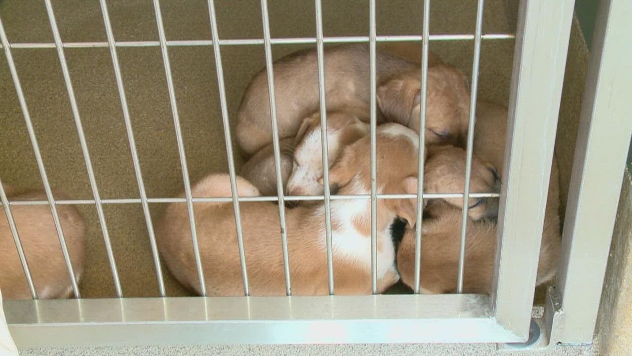 Dogs are in danger of being euthanized due to 'Code Red' situation in San Antonio