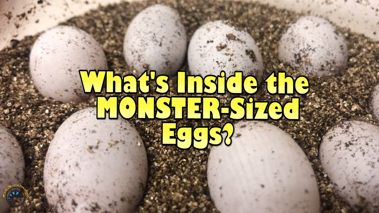 Checking Out What's Inside the Monster-Sized Bearded Dragon Eggs! 🥚🔍