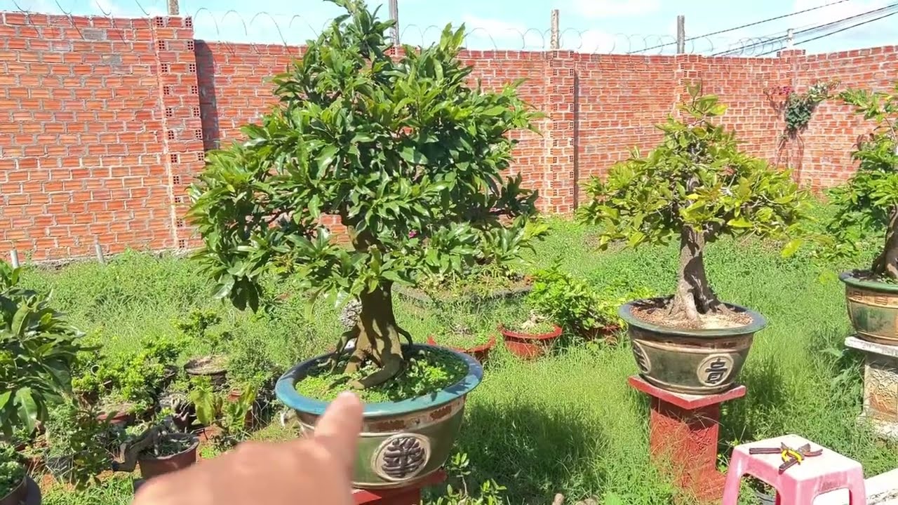 Chăm sóc mai vàng tháng 10 âm lịch