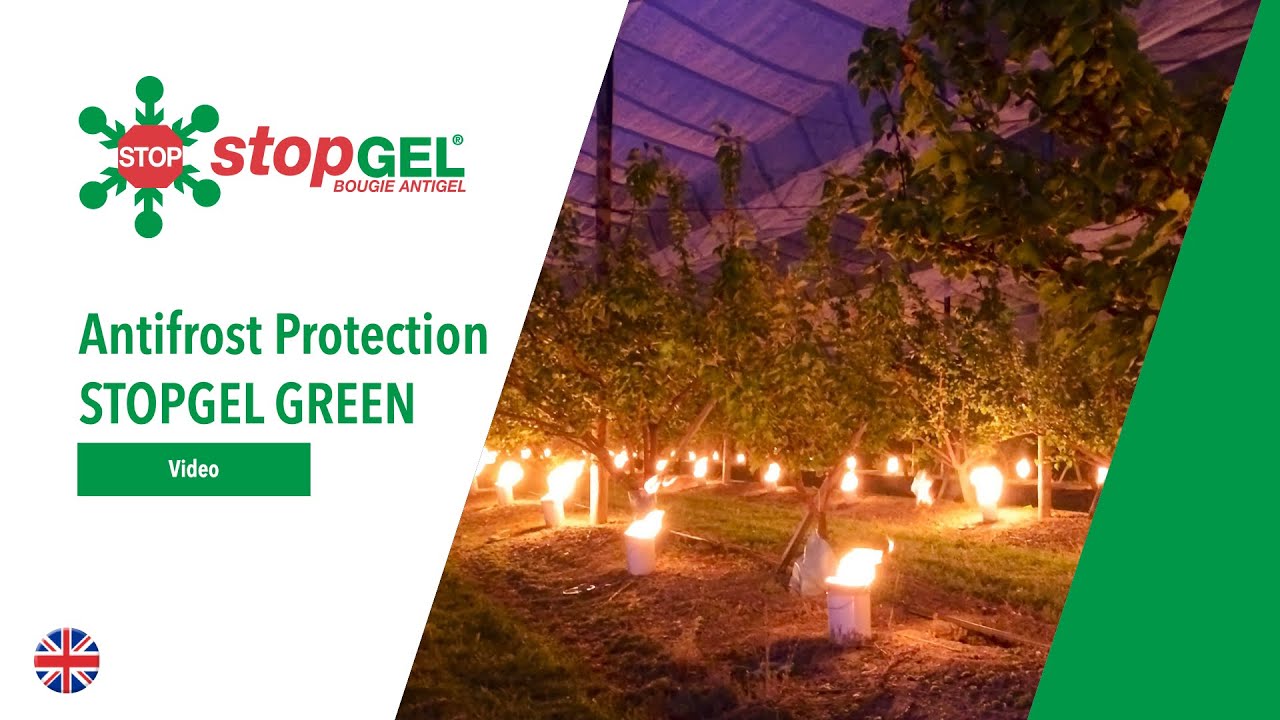 Protection Against Springfrost with STOPGEL GREEN - Antifrost Candles