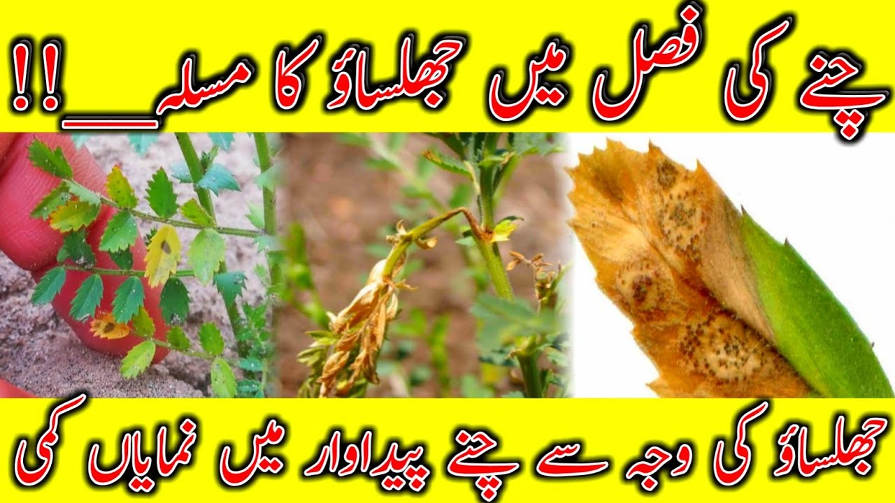 Blight in gram crop |Chickpea crop fungus |fungal diseases |Disease control in chickpea crop| جھلساؤ