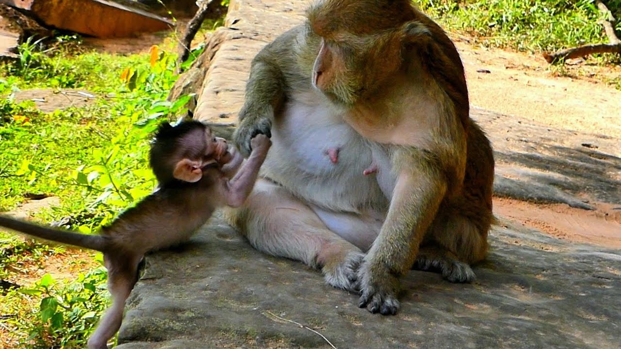 Braxton Calls Out for Mama’s Help — So Heartwarming!,@5starmonkeys