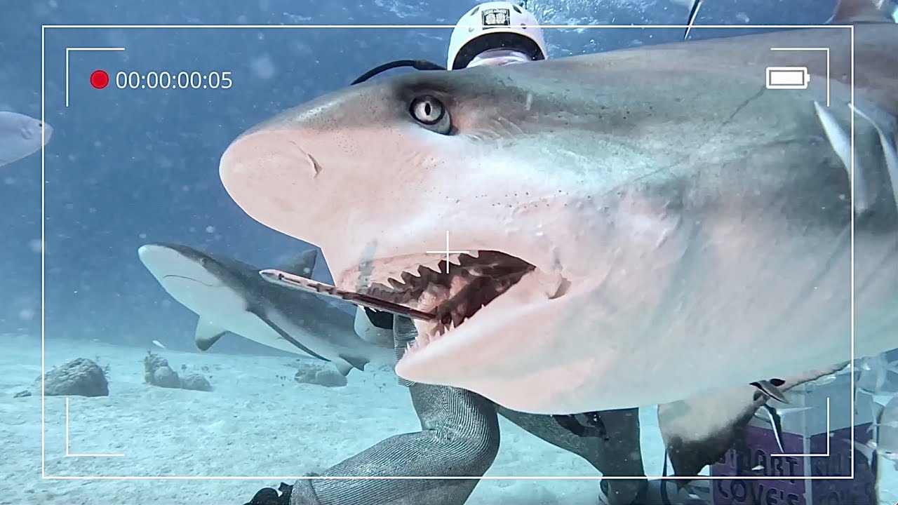 The Ultimate Shark Encounter  |  Bahamas Best Scuba Diving