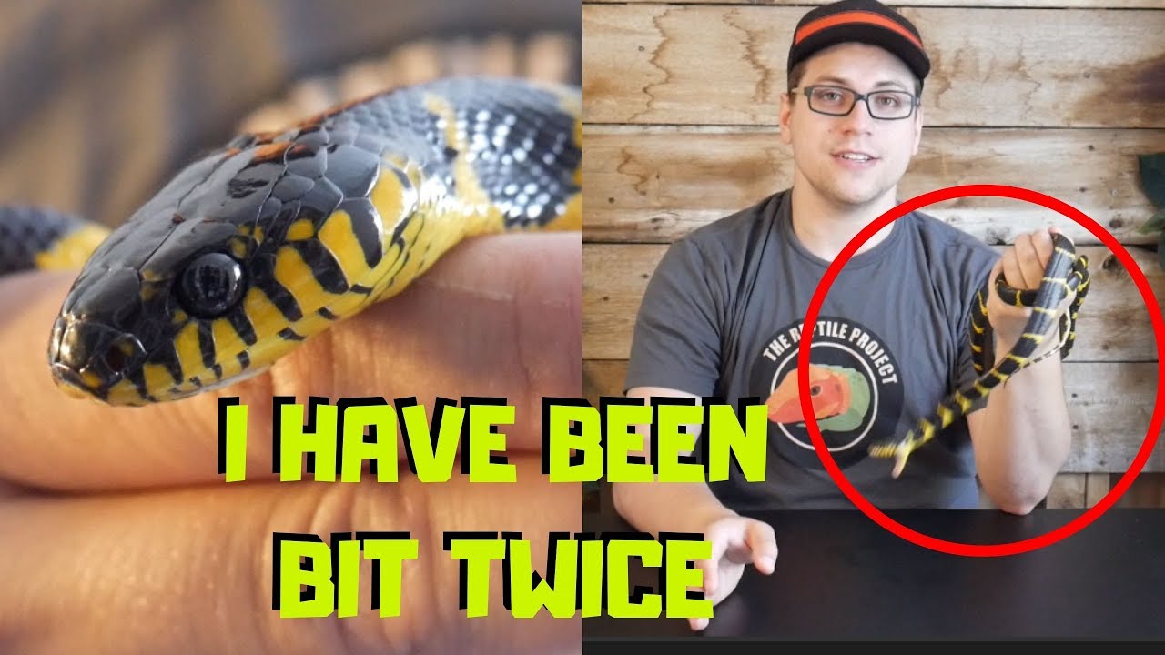 Mangrove Snake Update