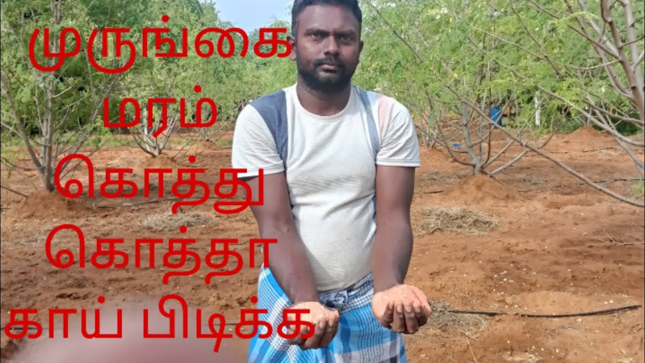 முருங்கை மரம் பிஞ்சு பிடிக்க மேல் உரம்#drumstick#fertilizer#youtube videos #farming #viral #flower 