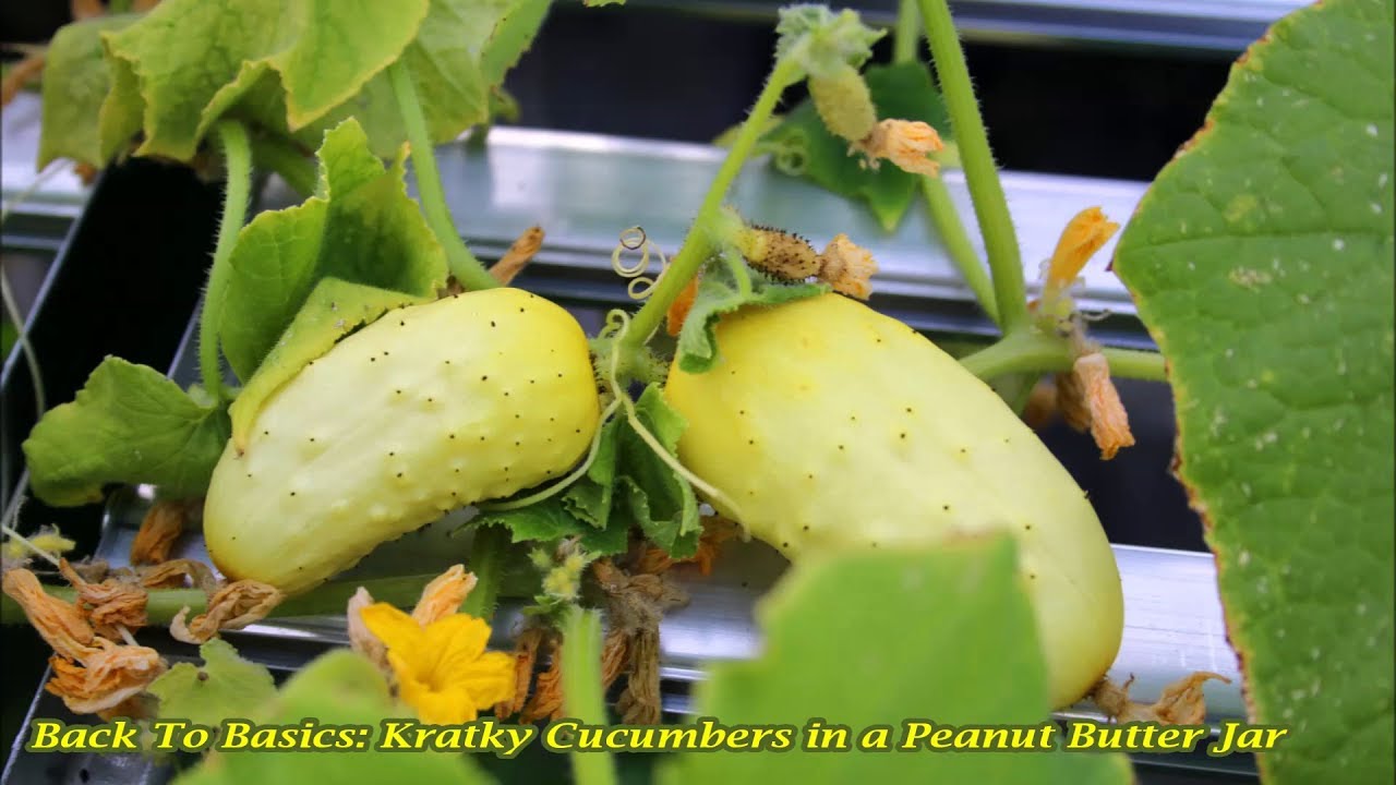 Kratky Cucumbers in a Peanut Butter Jar
