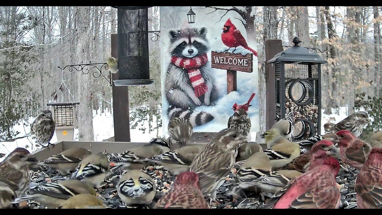 Streaming LIVE ** Birds on the Bluff Main Feeding Platform Camera ** 1/31/2026