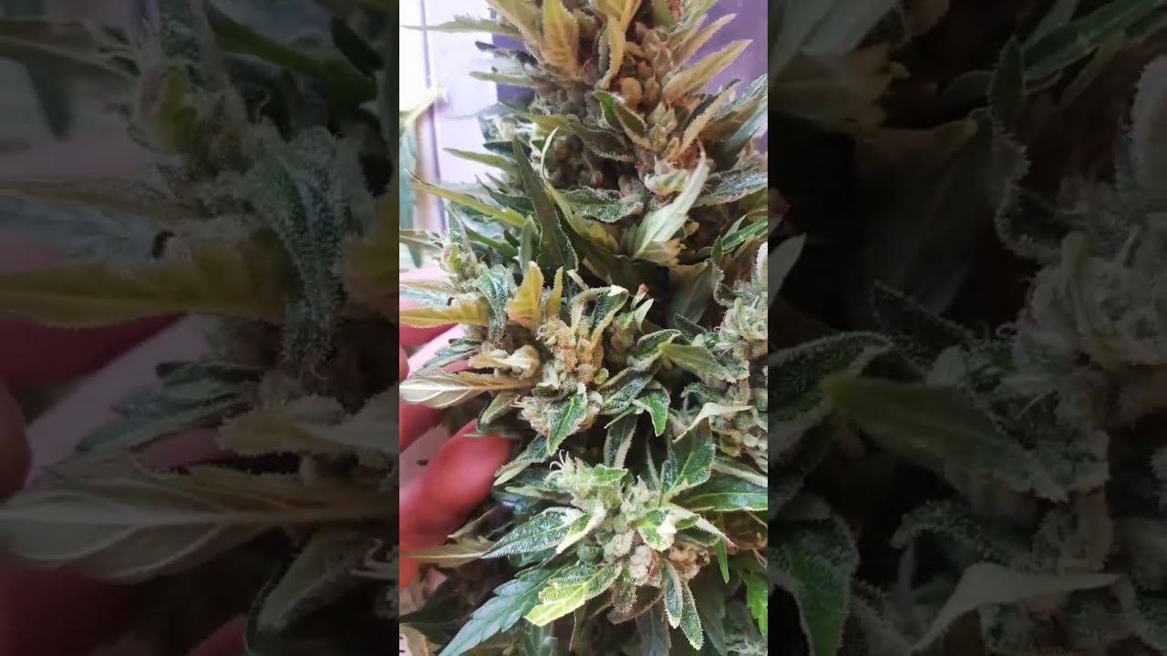 AFGHANI LANDRACE.(possibly not actually)