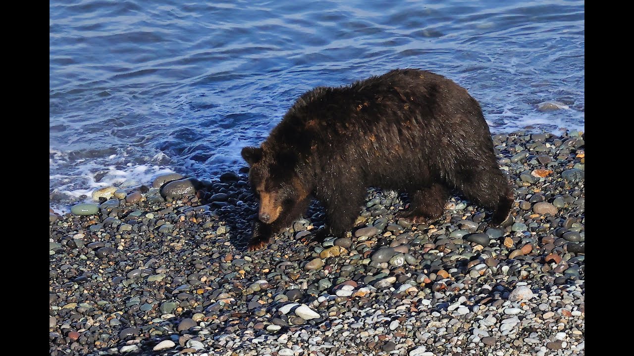 サケに飽きて？ イワシを食べ始めるヒグマの河口さん