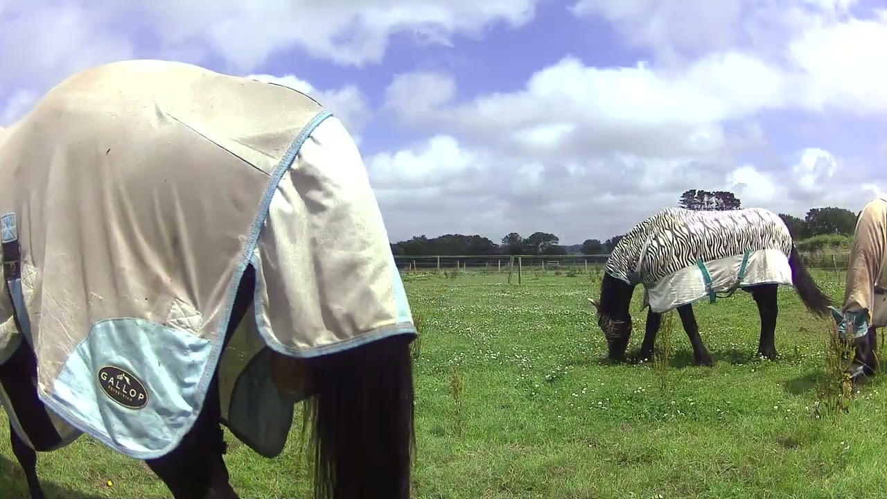 Calm Le Friesian Morning  Sunrise & Gentle Birds Singing  Relaxing Nature Ambience