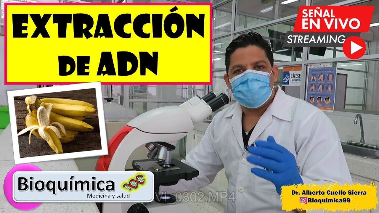 Extracción de ADN del Platano (Banano)