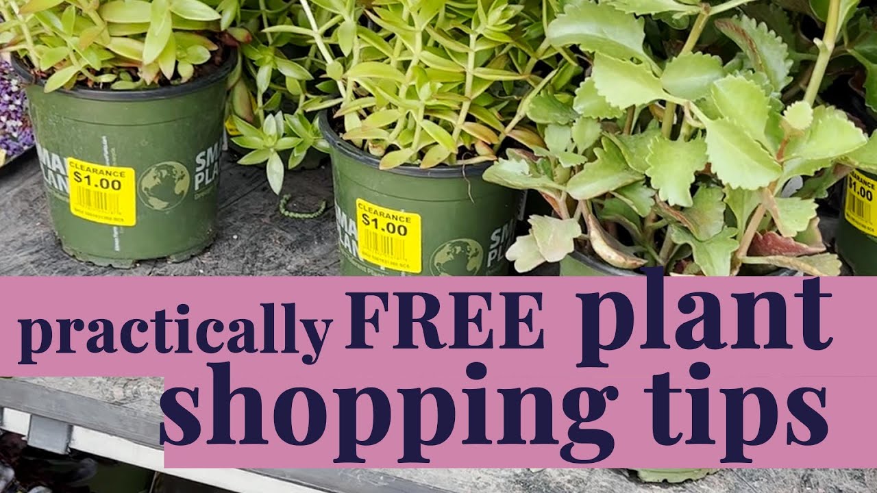 Practically Free! Plant Shopping Tips