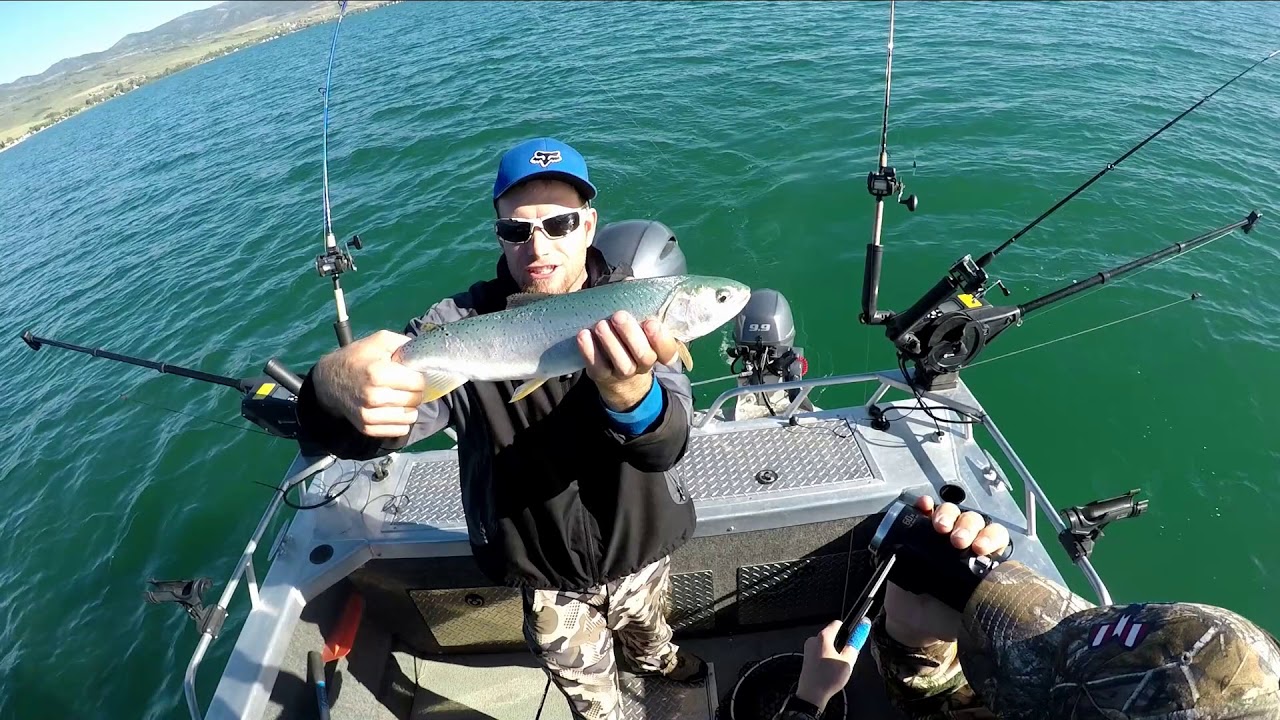 Lake Trout and Cutthroat Bear Lake Utah