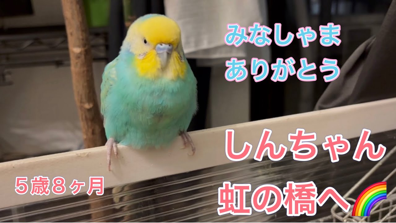 2025.11.22 しんちゃん虹の橋へ🌈【セキセイインコしんちゃんときょきょの暮らし】#お喋りインコ #精巣腫瘍