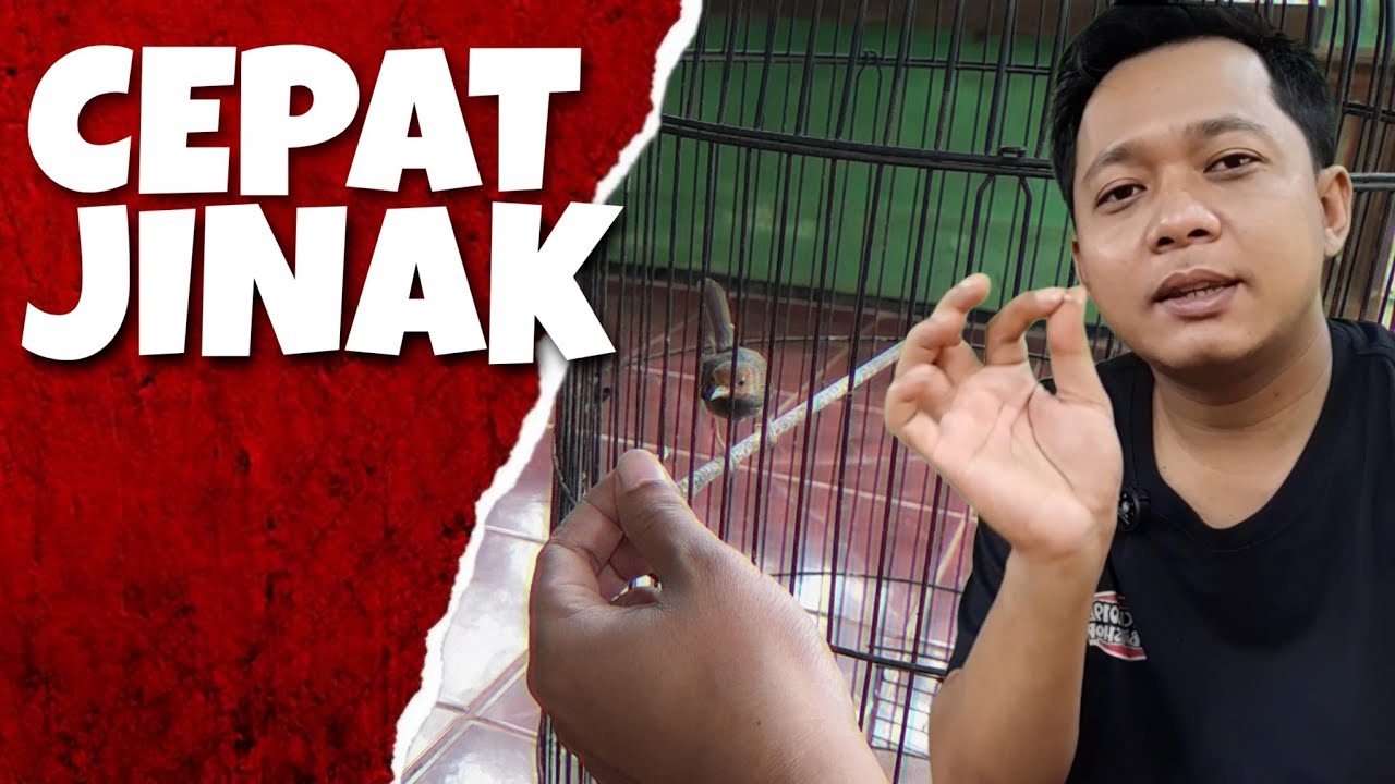 Trik Mudah Merawat Prenjak Agar Cepat Jinak Tanpa Terapi Lapar