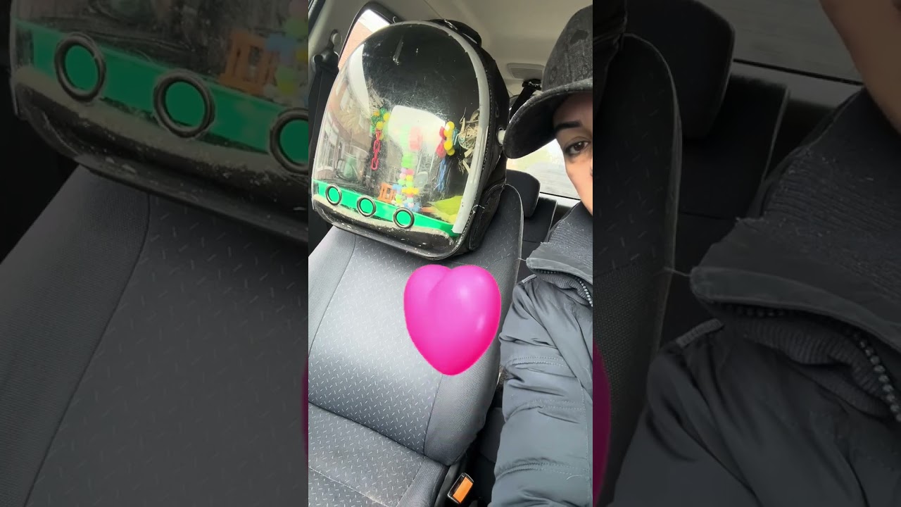 What animal doesn't love to be taken along? 