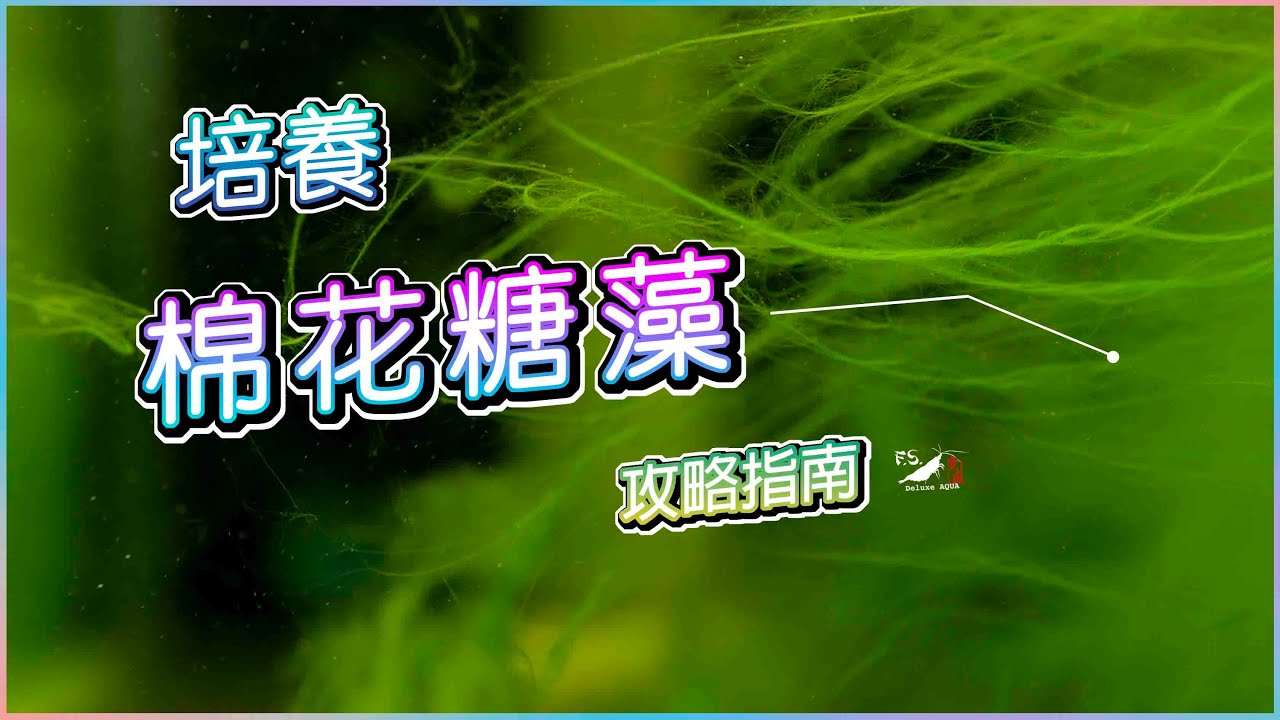 【蝦蝦特輯EP7】培養棉花糖藻!超完整指南 設缸教學｜養蝦教學｜水族日常｜我只是個養蝦的