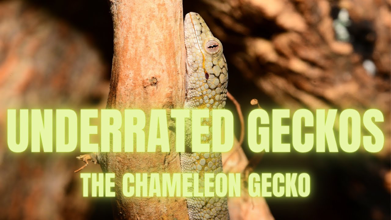 Underrated Gecko Species - Part 1: Chameleon Geckos