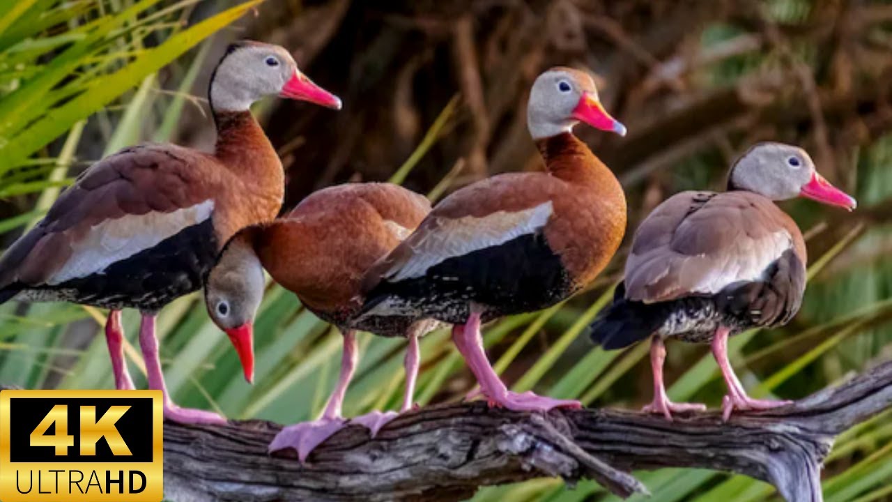 4K HD Black Bellied Whistling Ducks  #ducksunlimited #ducks