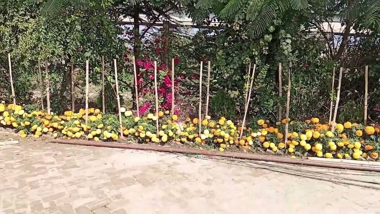 গাদার রাজ্যে আমি।##.
