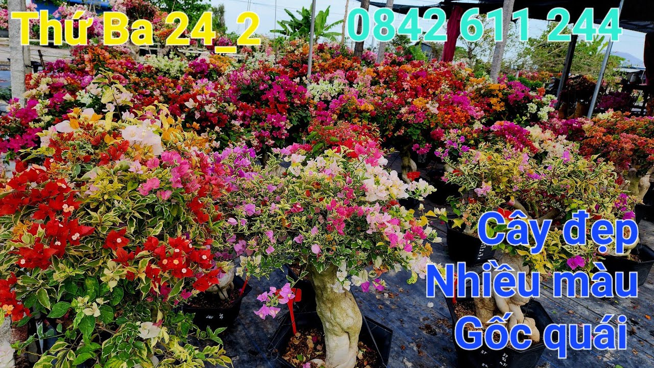 Thứ Ba 24_2_2026 cây đế đẹp nhiều màu Chào bán ☎️ 0842 611 244. CTMT 