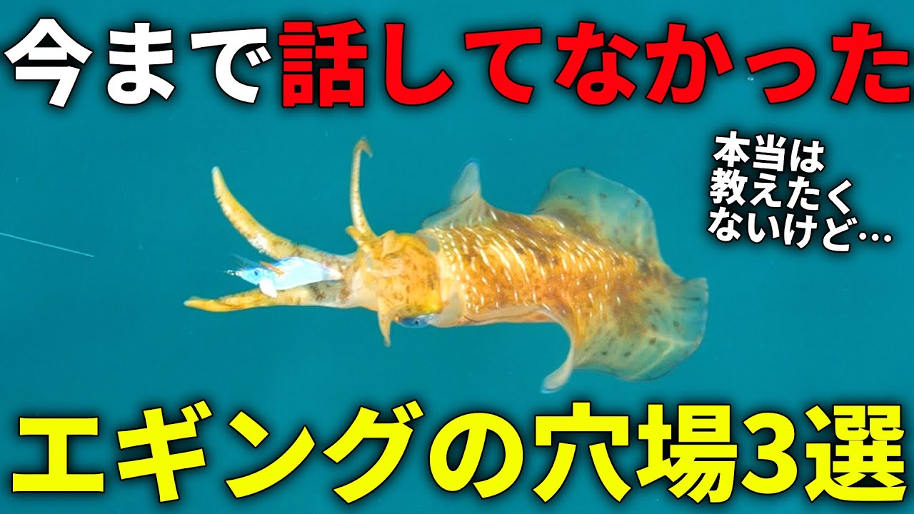 こういう場所、実はめっちゃ釣れます。今まで話してなかった、エギング穴場ポイントの特徴3選。