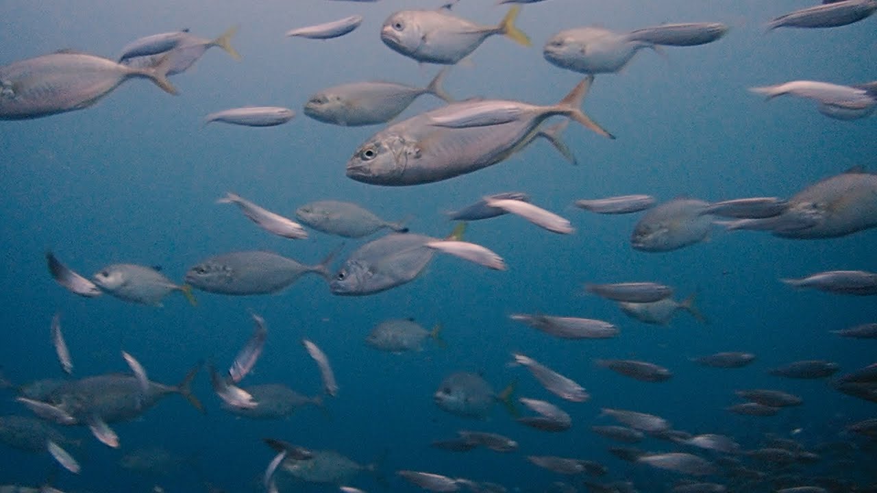 Xar&eacute;us, carapaus e badejos atacando um cardume de peixinhos em Ilhabela