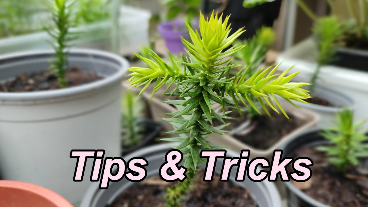 USEFUL Tips and Tricks on Growing Monkey Puzzle Trees