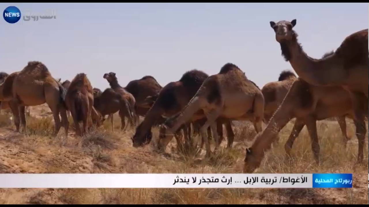 الأغواط: تربية الإبل.. إرث متجذر لا يندثر