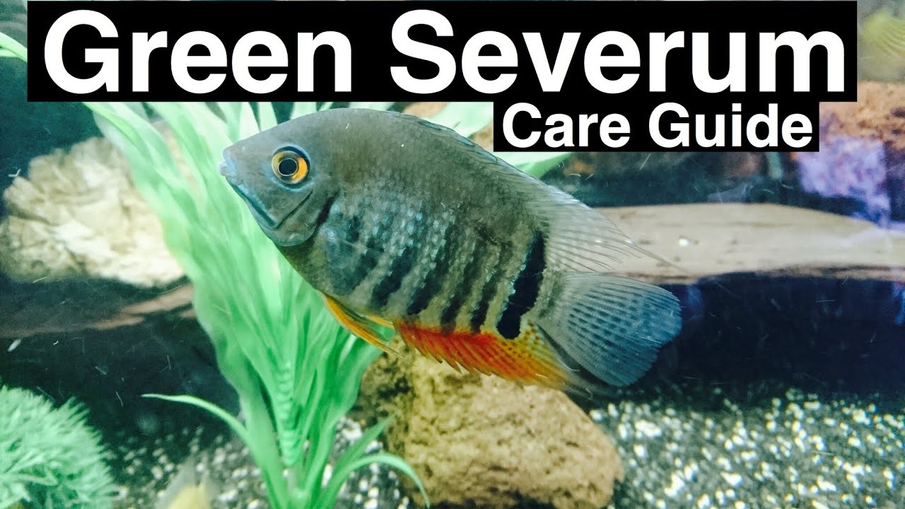 Green Severum Care (Heros Severus)