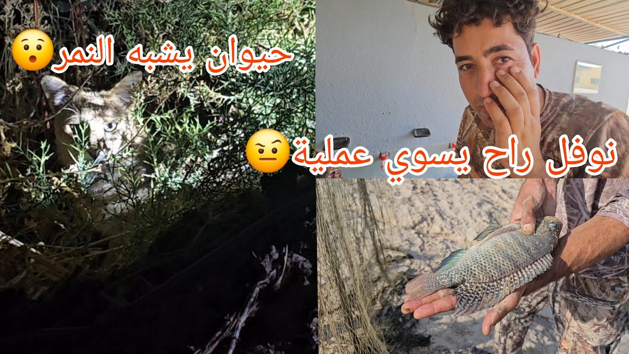 صيد الدراج والسمك +نوفل راح يسوي عمليه واحتمال ينقطع عنكم فترة 