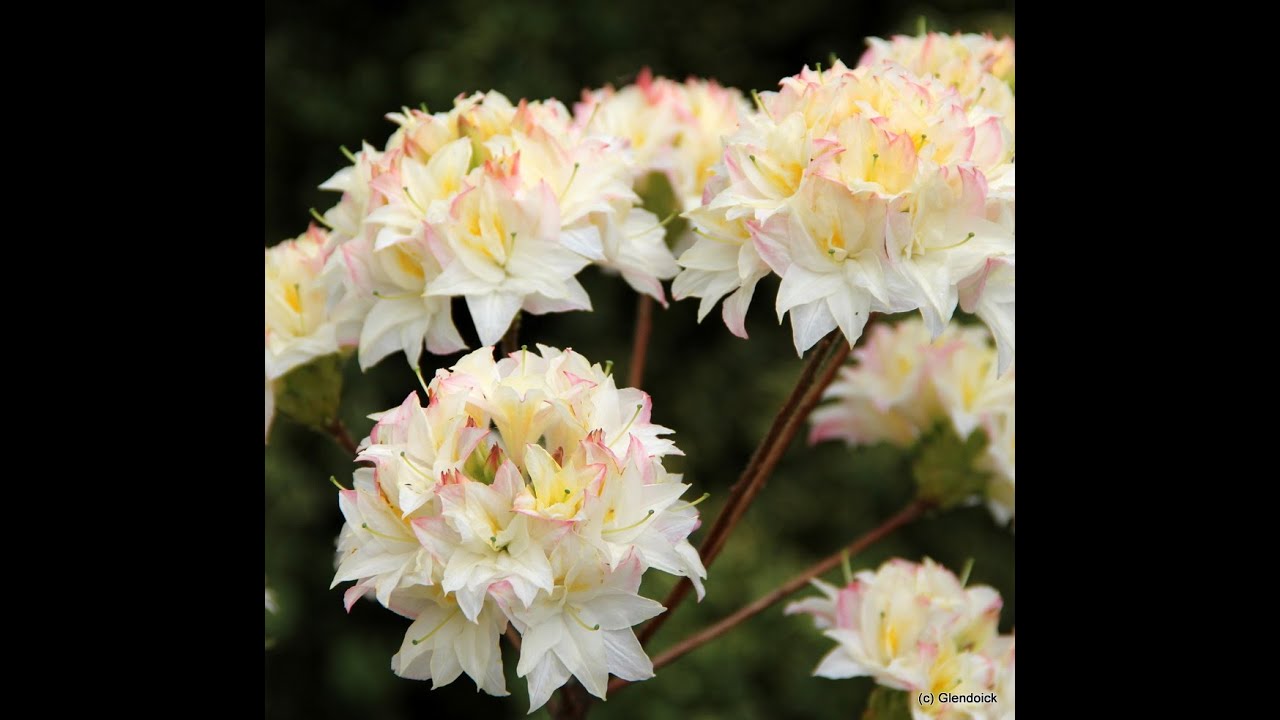 Glendoick Deciduous azaleas