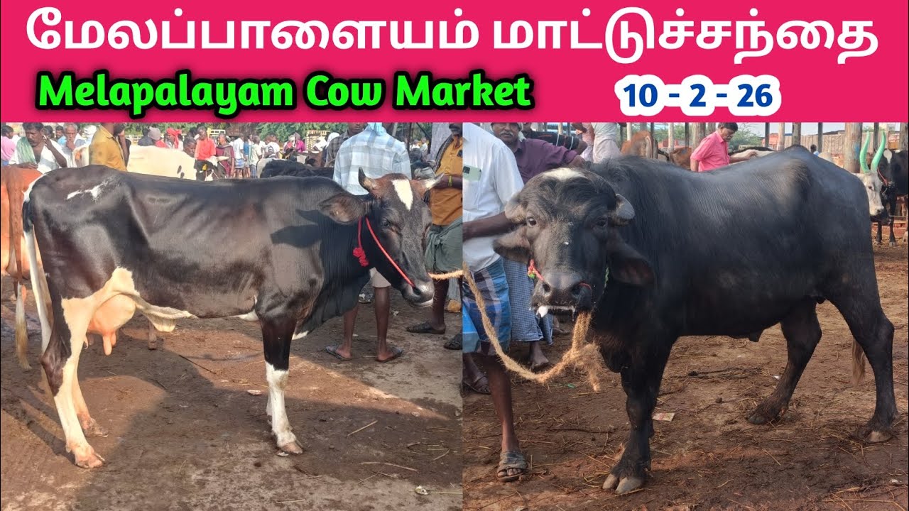 10 - 2 - 2026 | மேலப்பாளையம் மாட்டுச்சந்தை | Melapalayam Cow Market | Cow Market