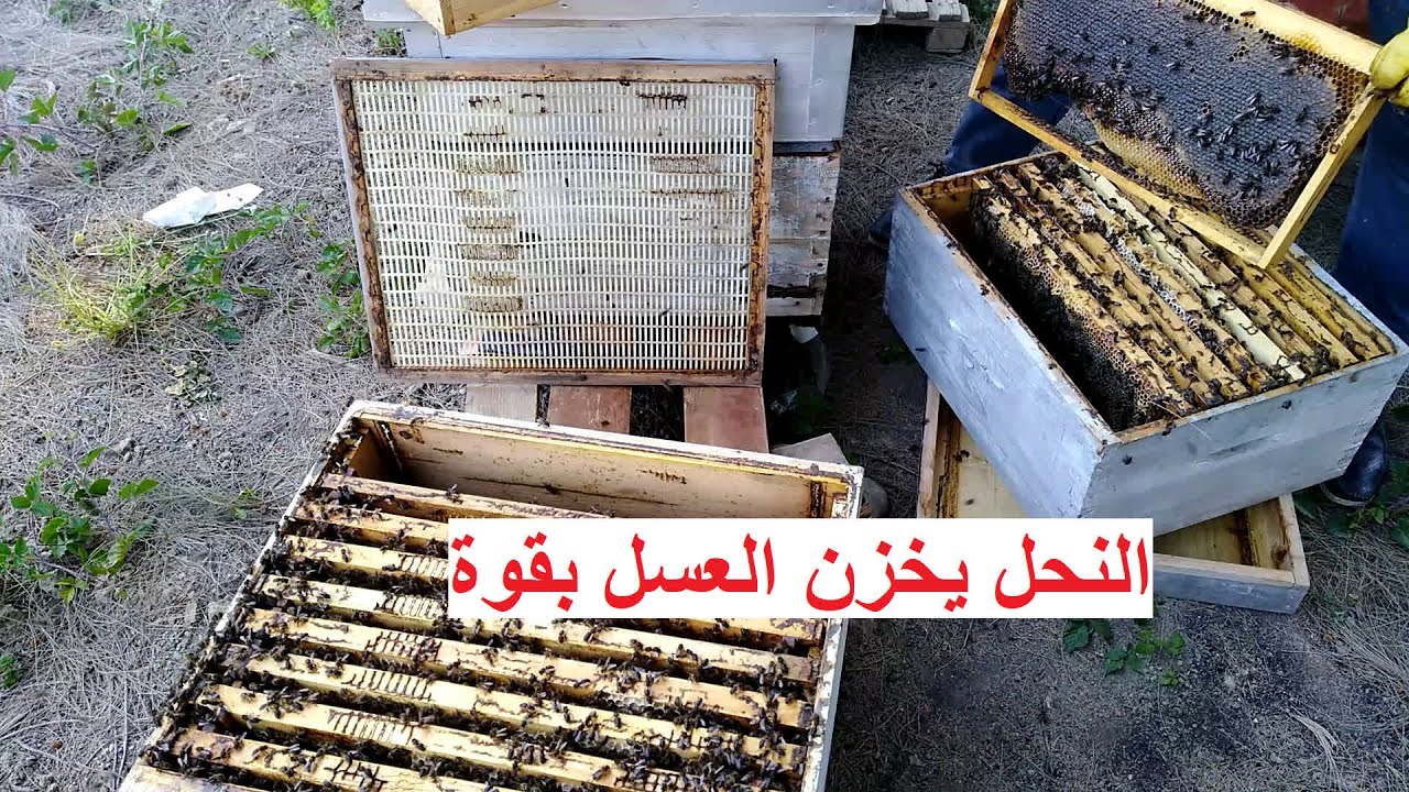 أهمية وضع الحاجز الملكي لخلية تجمع العسل بقوة
