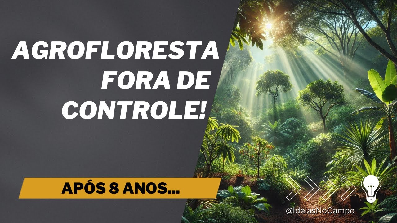 8 Anos de Agrofloresta: Transformação Incrível!