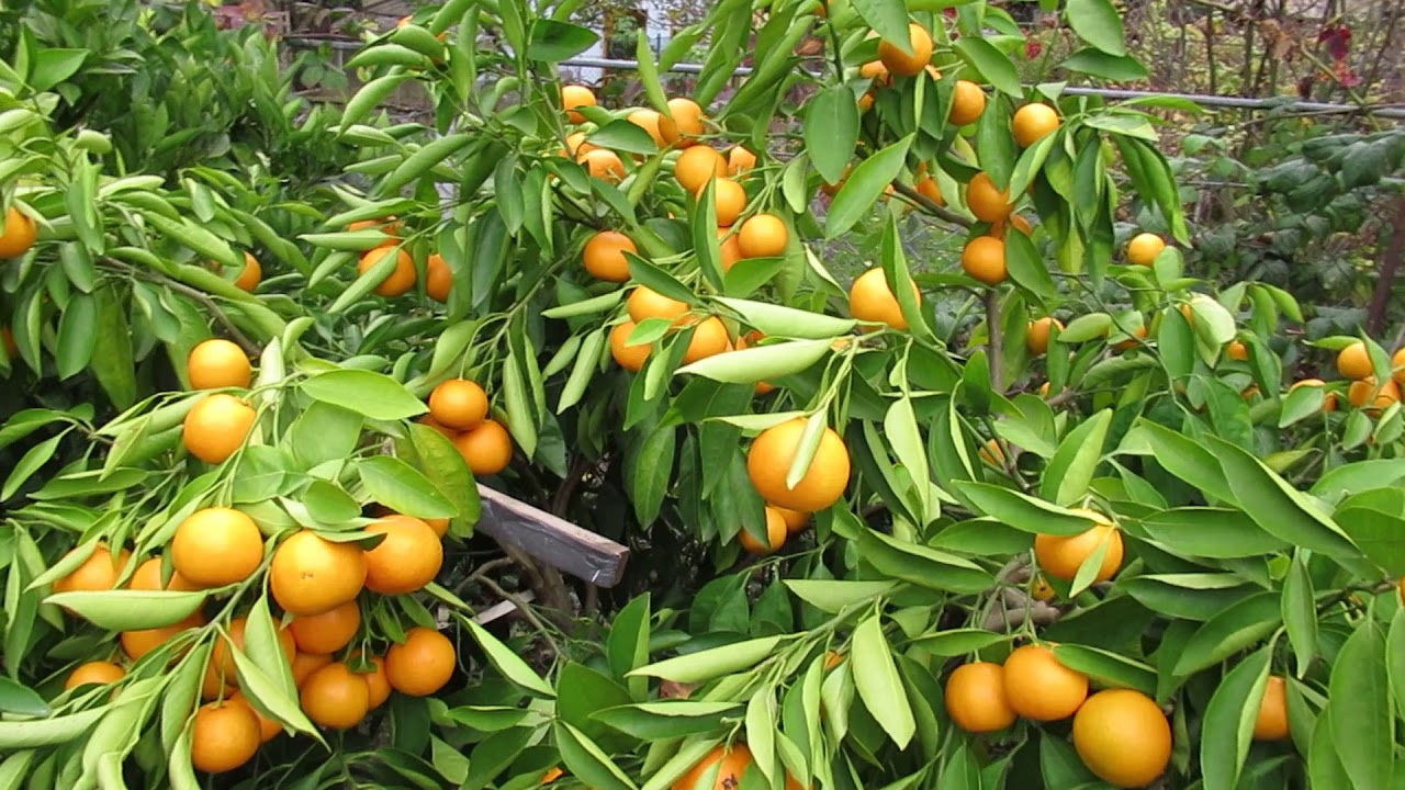 Citrus sp., mandarin hybrid Primosole