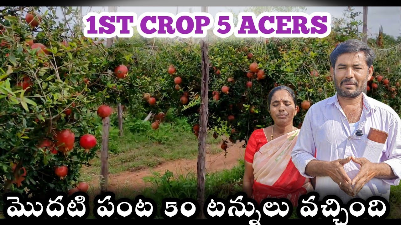 1600మొక్కలు 50 టన్నులు దిగబడి,మొదటి పంట | #pomegranate First Crop 50 Tons Bumper Yield Farmer 