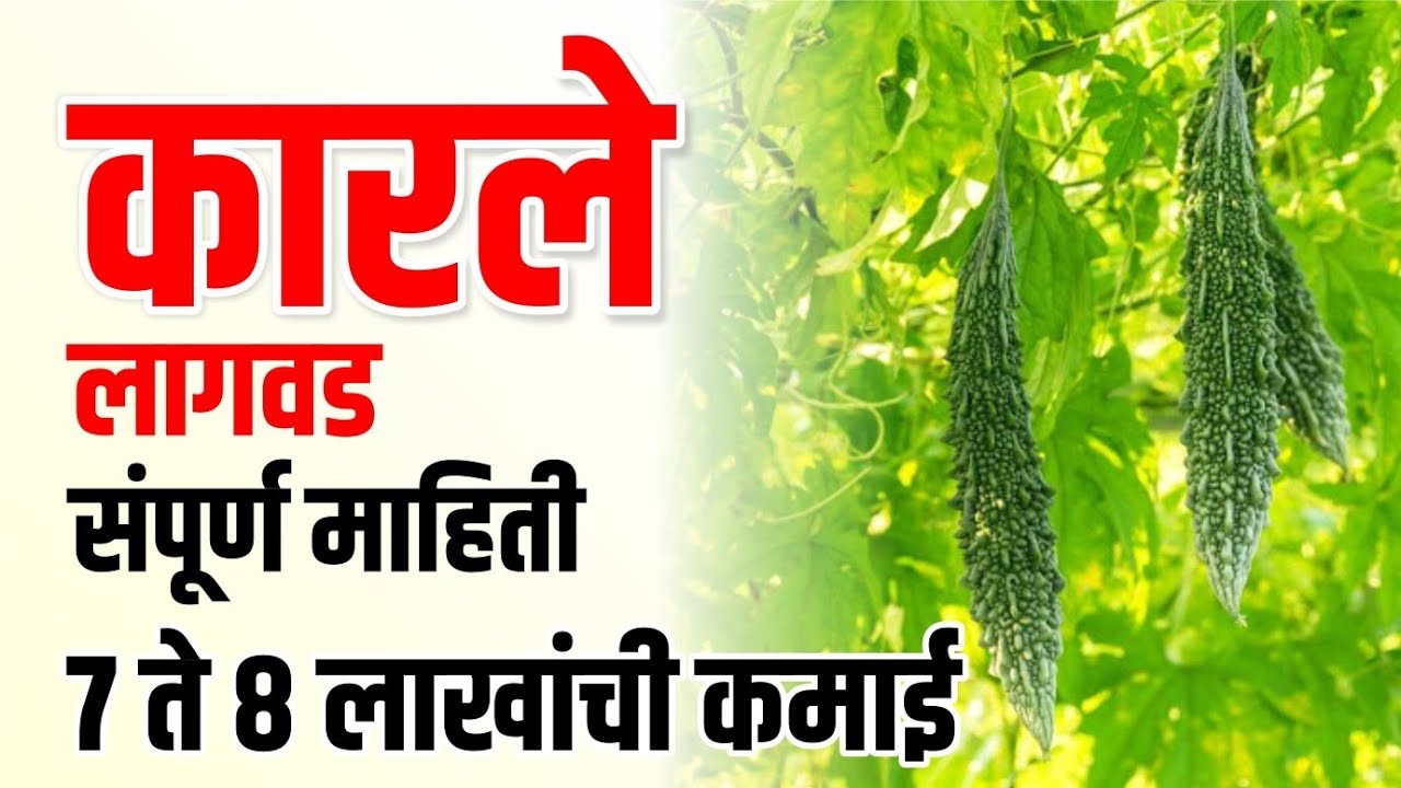 कारले लागवड संपूर्ण माहिती / Karle lagavd sampurn Mahiti | Krushimitra Vishal