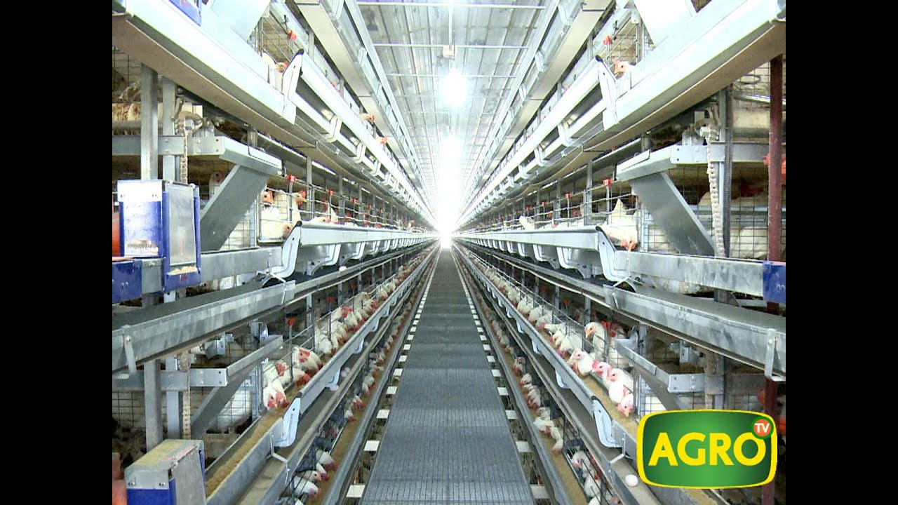 Tanacorsa: La elite tecnológica para producir un millón de huevos al día (#661 2016-04-02)