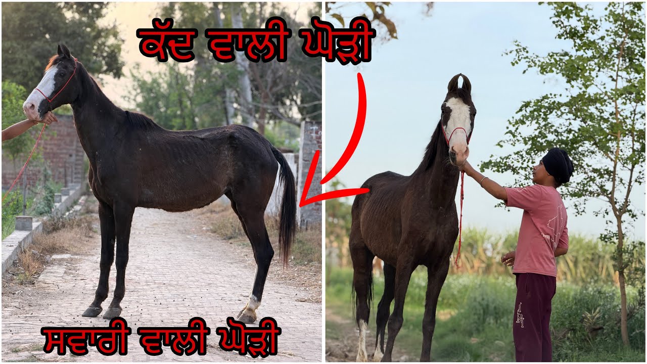 ਜਿਸ ਦੇ ਬੱਚੇ ਨੇ ਸਵਾਰੀ ਕਰਨੀ ਤਾ ਇਸ ਤੋ ਚੰਗੀ ਘੋੜੀ ਨੀ ਮਿਲਣੀ 
