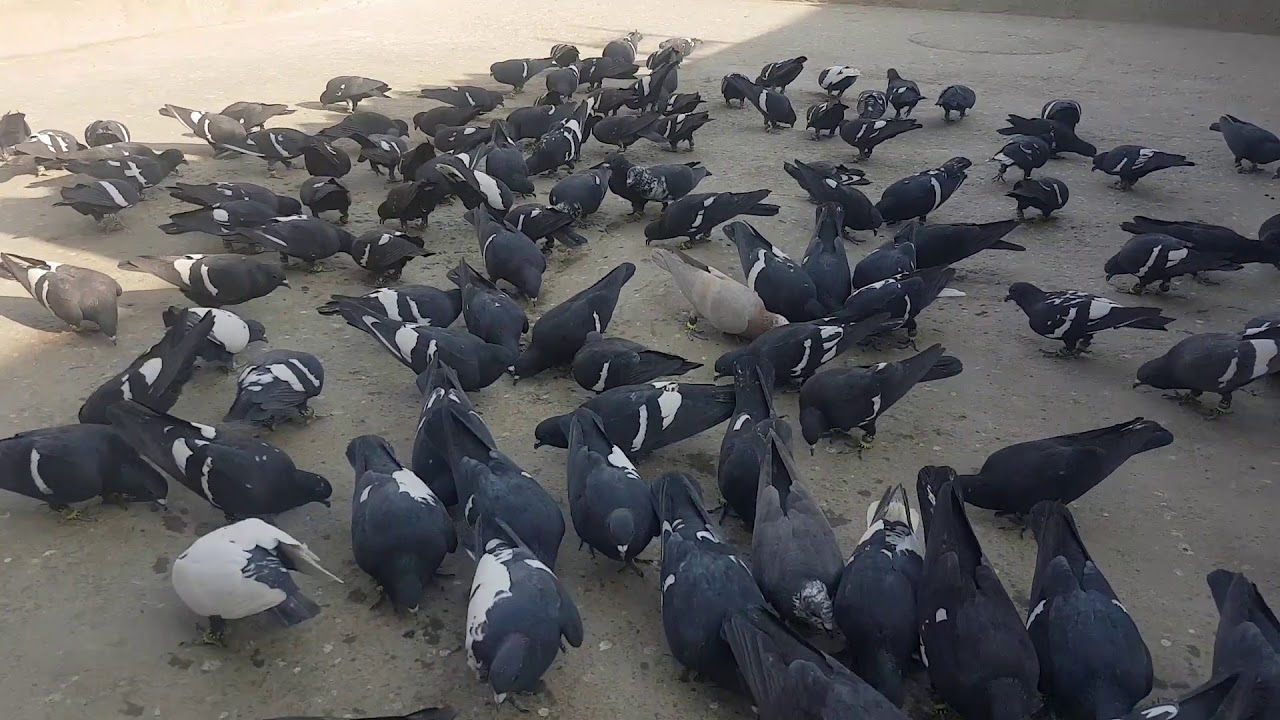 Karachi pigeon  🇵🇰03333388330