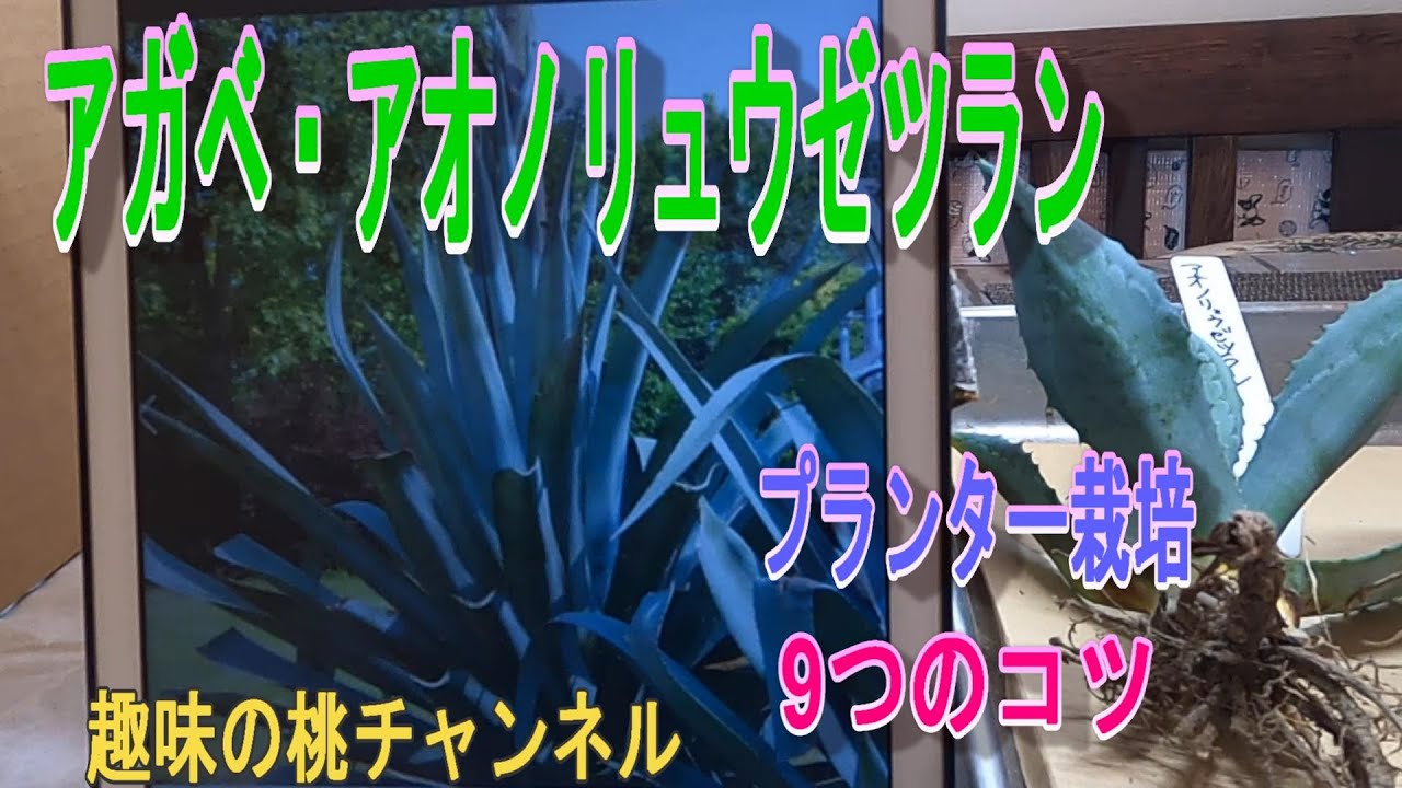 【アガベ・アオノリュウゼツラン】プランター栽培　9つ目のコツ　24/10/4
