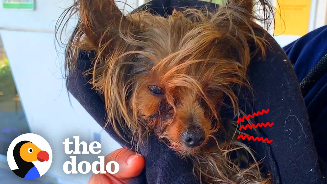 Dog Who Had Never Lived Inside Didn't Know What A Bed Was | The Dodo