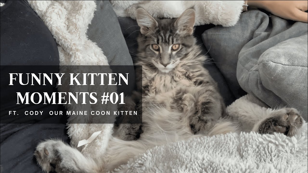 Funny Kitten Moments #01 (Ft. Cody The Maine Coon Kitten)