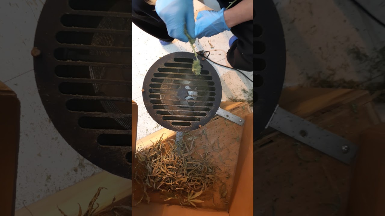 how to trim your bud? with trimbox trimmer