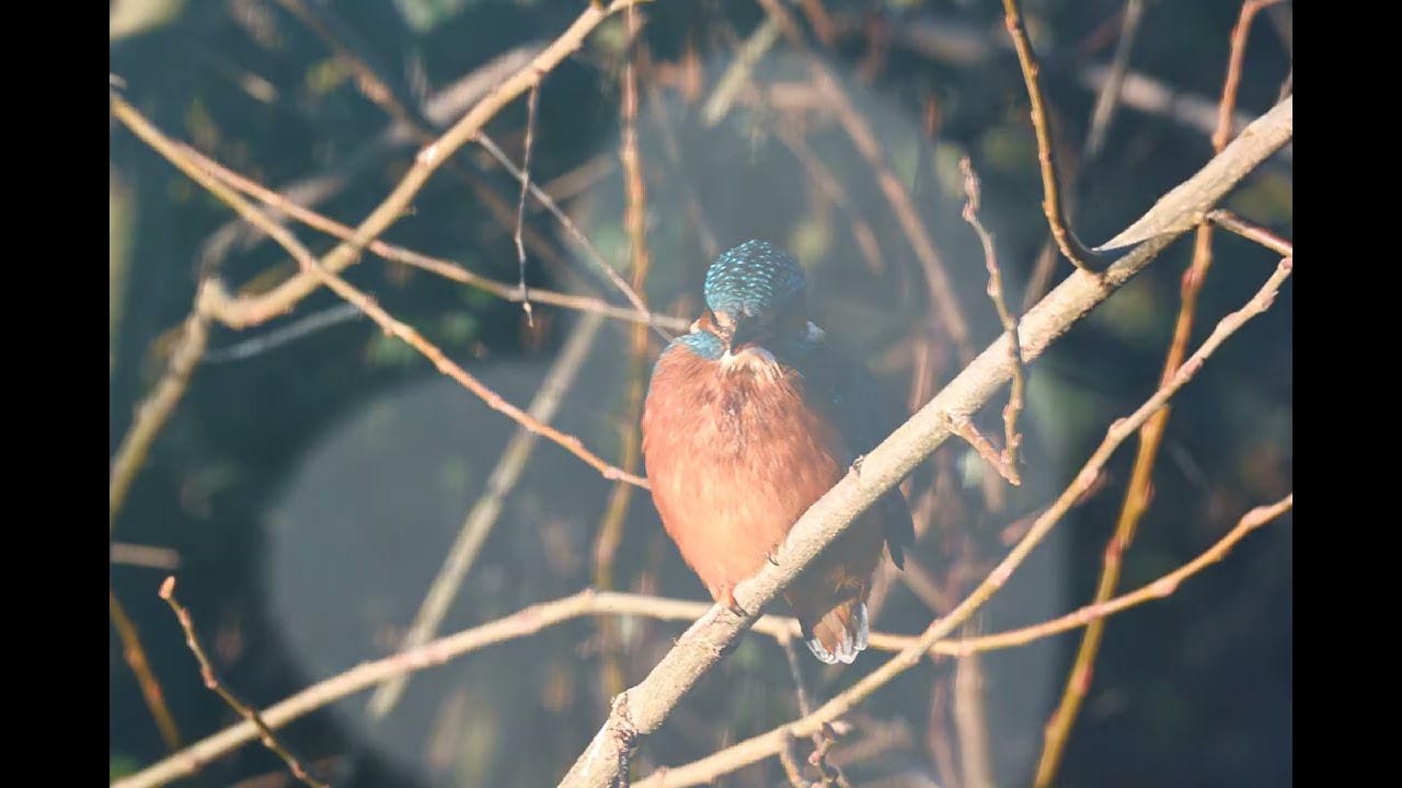 Kingfisher at Spider Park  South Ruislip