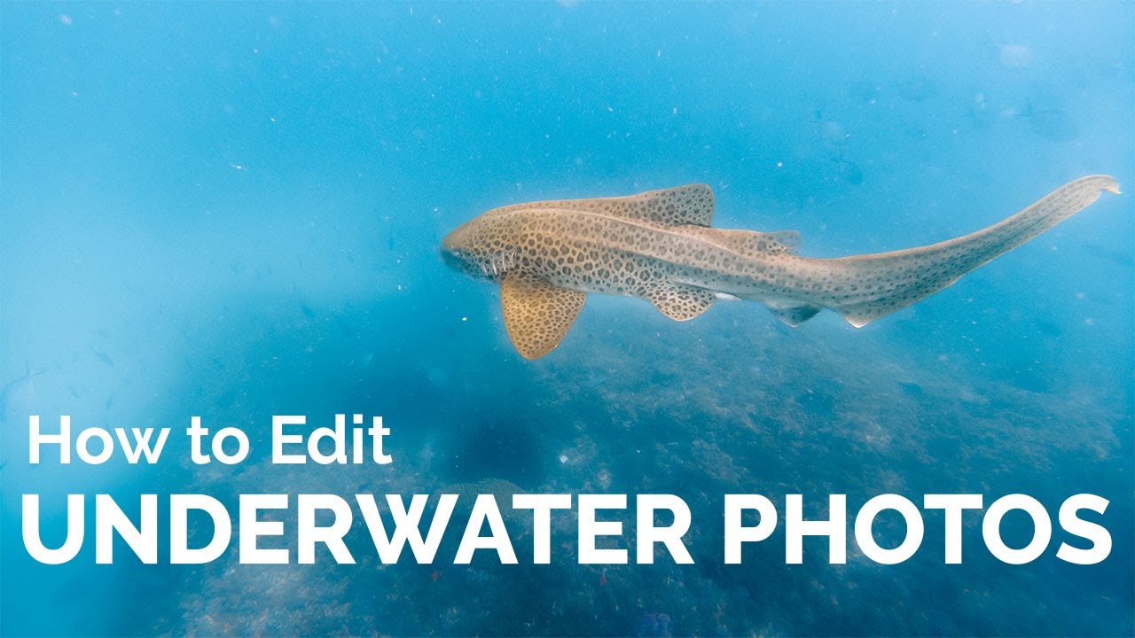 How to Edit Underwater Photos in Lightroom | DJI Osmo Action