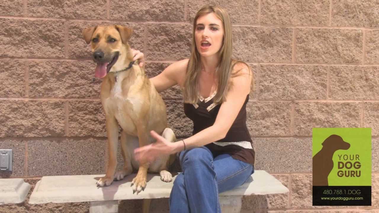 Phoenix Dog Training - Testimonial - Brigitte Lovell & Cimba