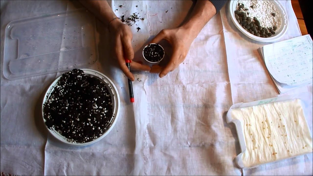 Tutorial di coltivazione peperoncini 2 : semina in vaso da scottex box
